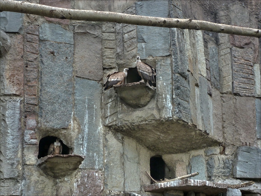 Скала хищных птиц в Московском зоопарке