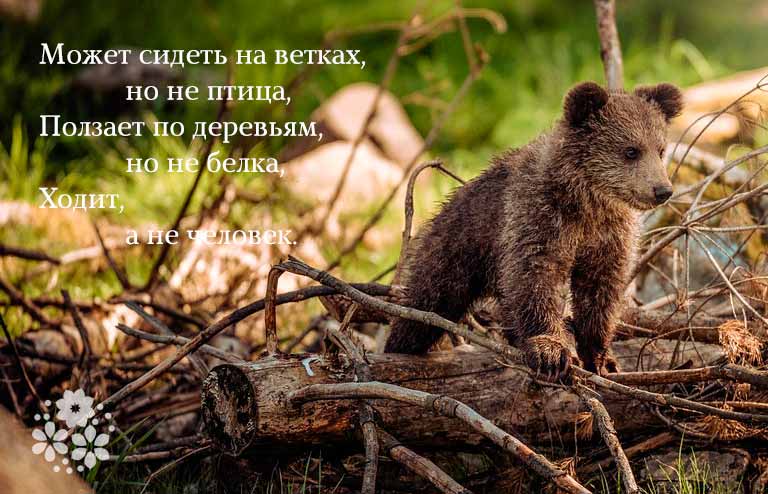 загадки про Машу и медведя