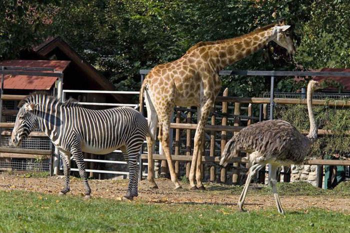 Список животных Московского зоопарка