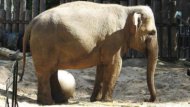 какие животные есть в Московском зоопарке