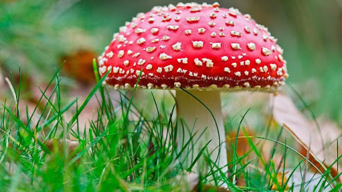 Загадка о мухоморе