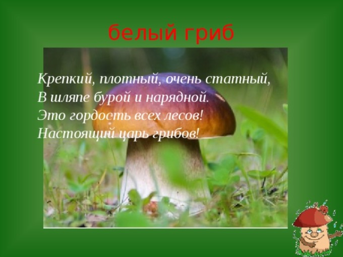 Загадка о белых грибах - porcini