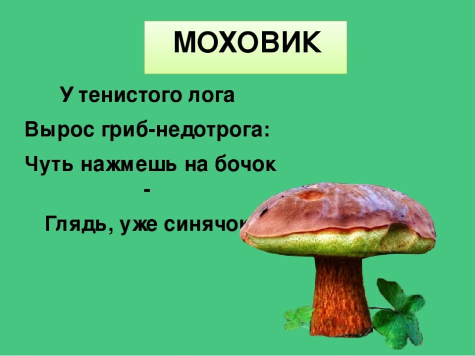 Загадки для детей о грибах