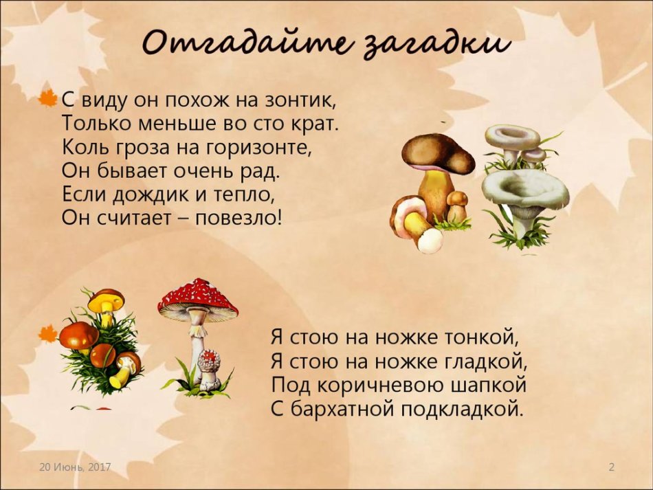 Загадки о грибах для дошкольников 4, 5, 6 лет