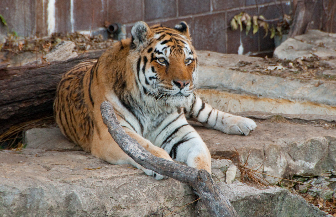 Наедине с природой: 8 лучших зоопарков мира
