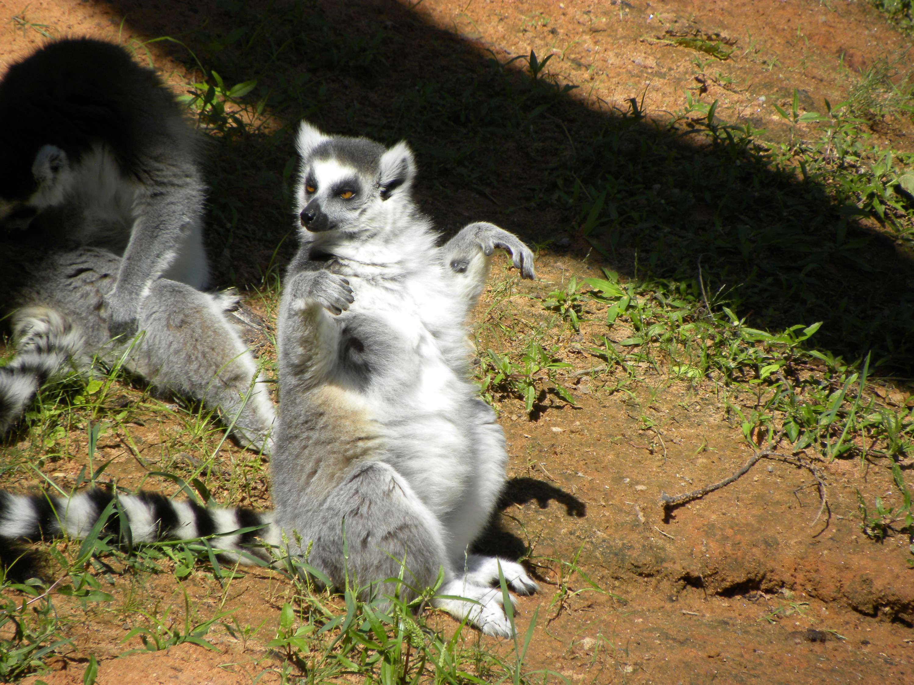 Наедине с природой: 8 лучших зоопарков мира