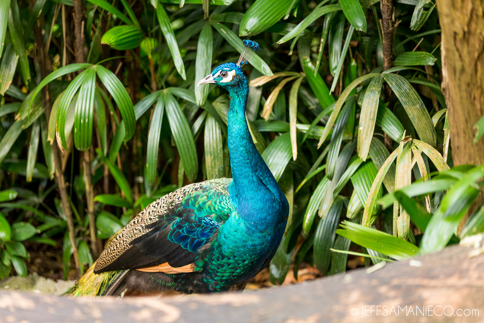 Наедине с природой: 8 лучших зоопарков мира