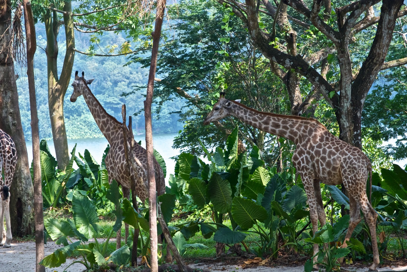 Наедине с природой: 8 лучших зоопарков мира