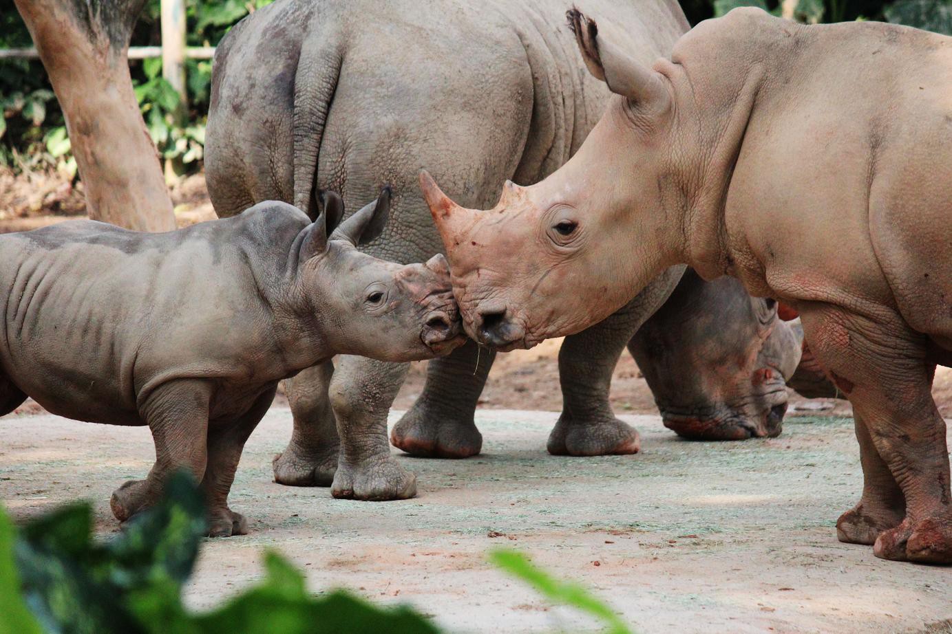 Наедине с природой: 8 лучших зоопарков мира