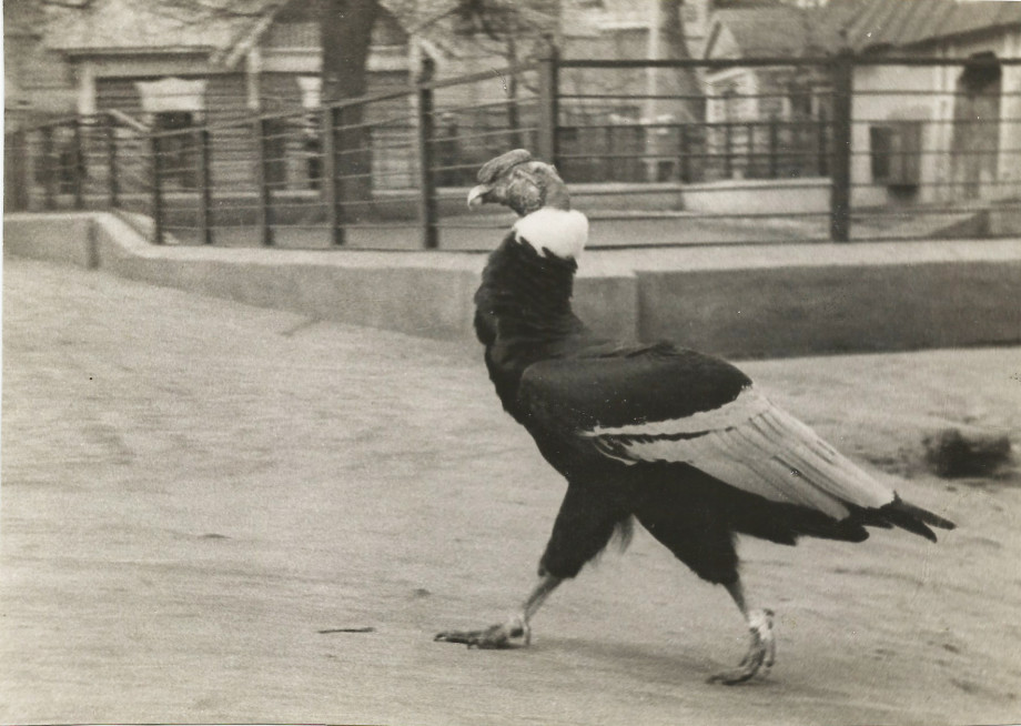 Мир животных: все самое интересное в Московском зоопарке