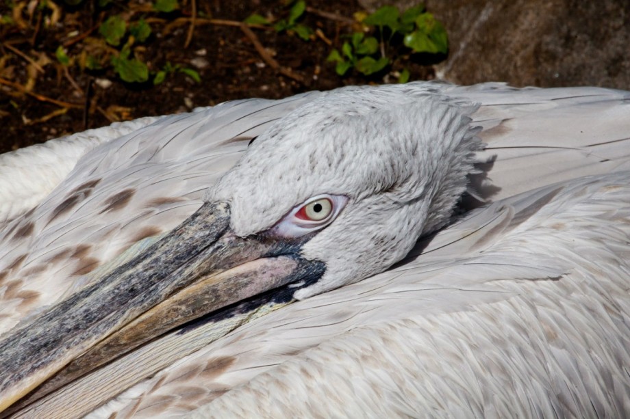 Мир животных: все самое интересное в Московском зоопарке