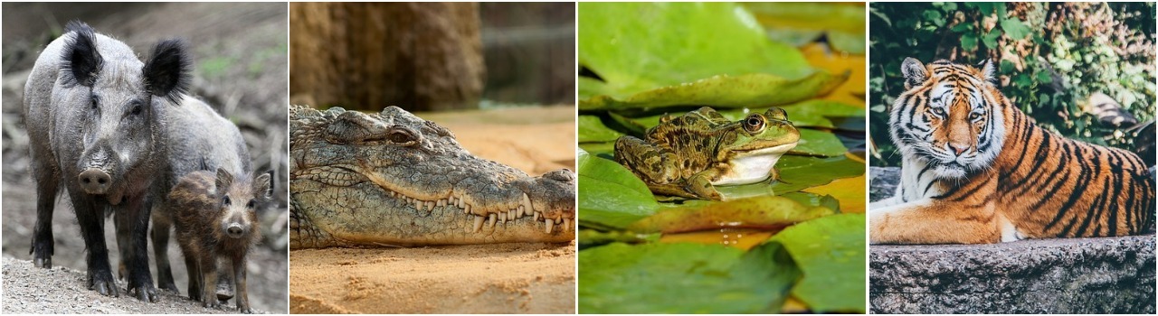 коллаж из животных