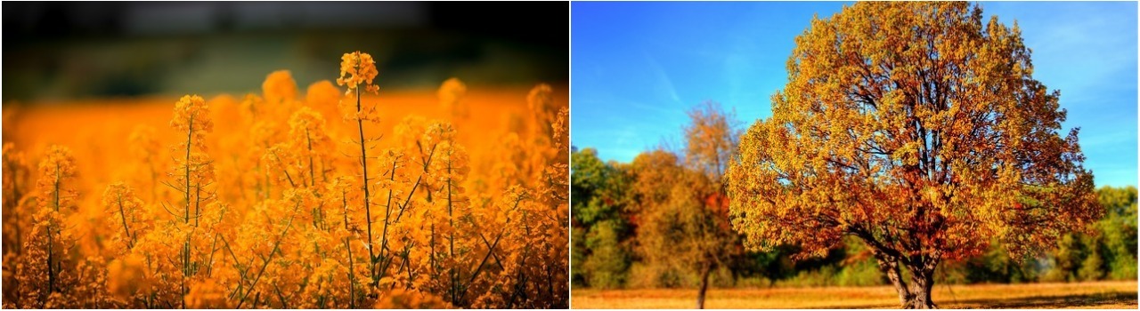 летний и осенний коллаж