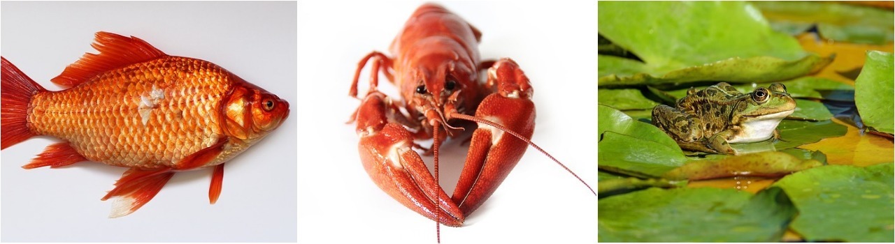 коллаж с рыбой