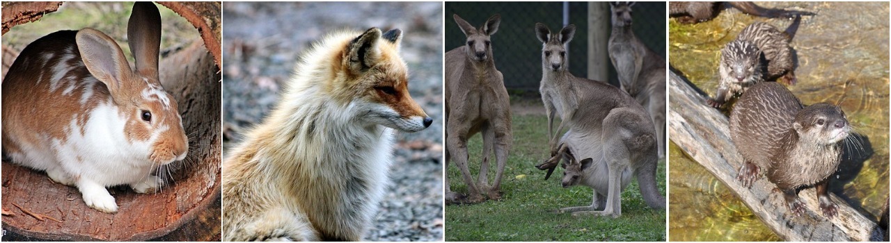 коллаж с животными