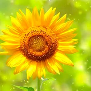 подсолнечник