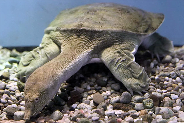 Дальняя бесхребетная черепаха (китайский ТРИОНИКС)