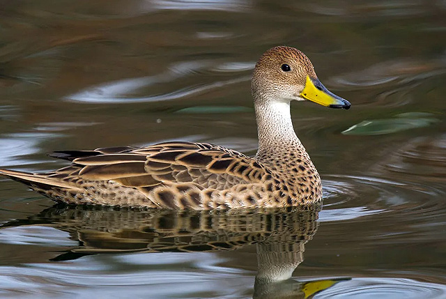 Желтоклювый чилийский шилохвость