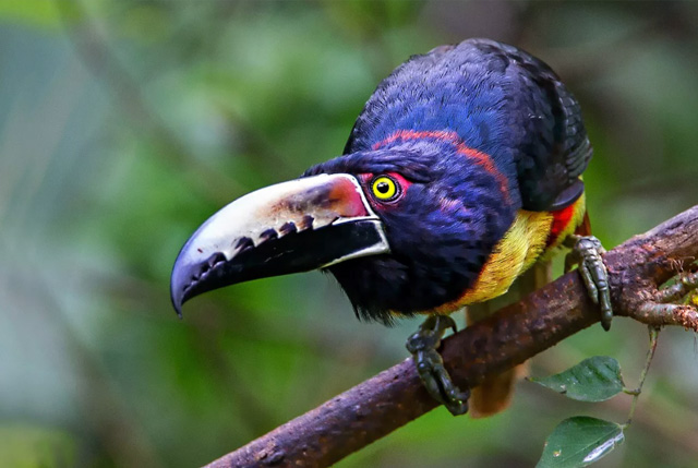 АРАКАРИ Черногорлы