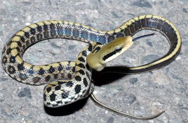 Змея с тонким хвостом