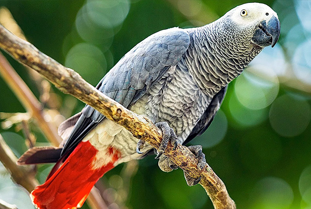 Краснохвостый Жако