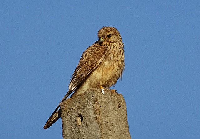 Пустельга обыкновенная