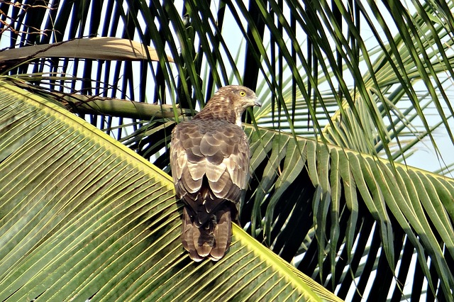 Пожиратель ос