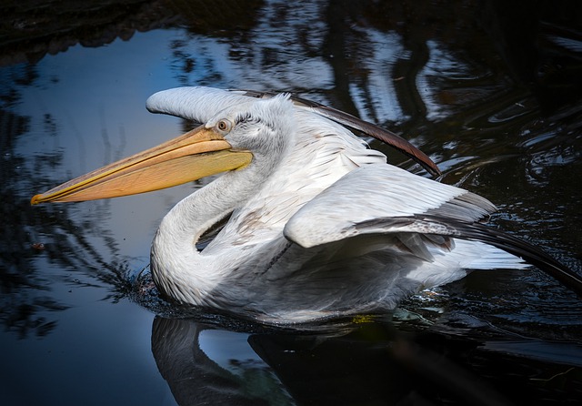 Далматинский пеликан