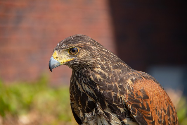 Канюк обыкновенный (Сарыч)