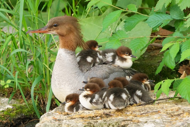 Великий гусандр