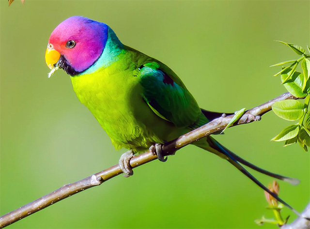 Попугай сливоголовый