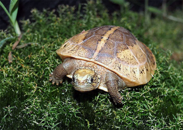 Индийская колючая черепаха