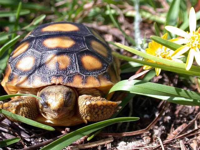 Суслик черепаха