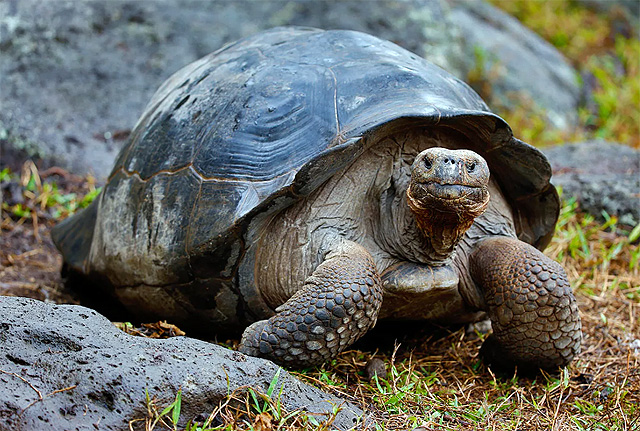 Калимантанская черепаха (малазийский гигант)