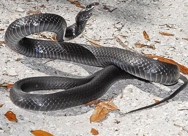 Серая змея восхождение