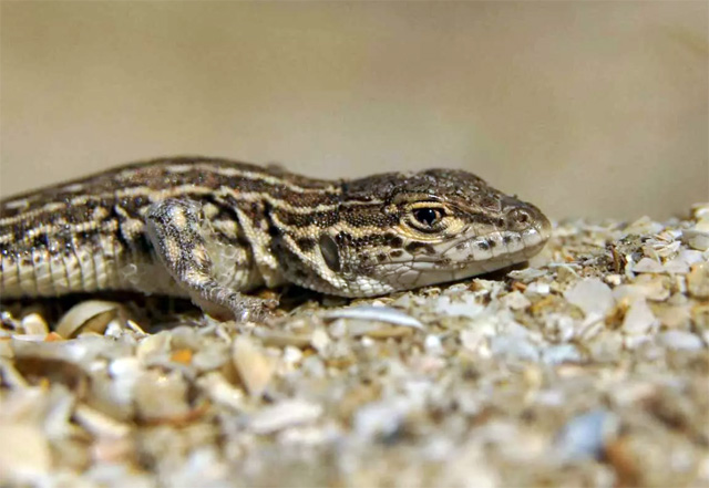 Разноцветная ящерица