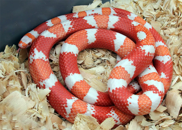 Молочная змея Anulata