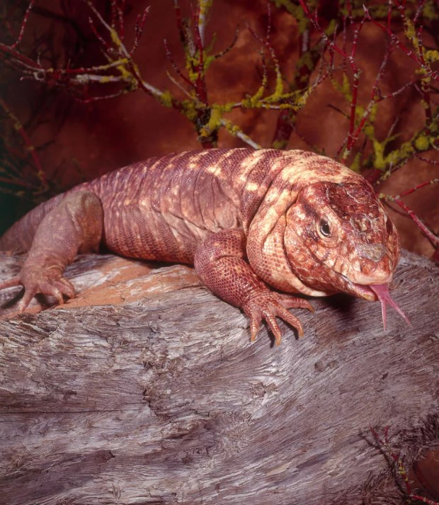 Красный Тегу