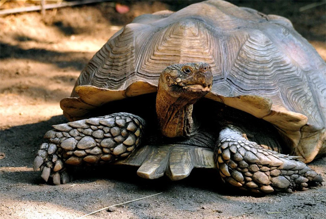 Шпорчатая черепаха