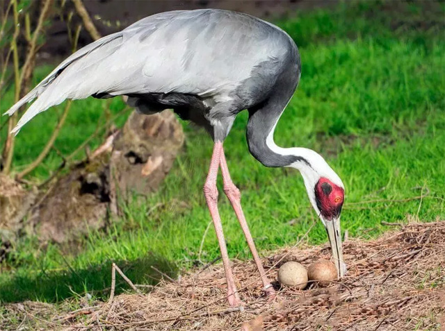 Даурский журавль