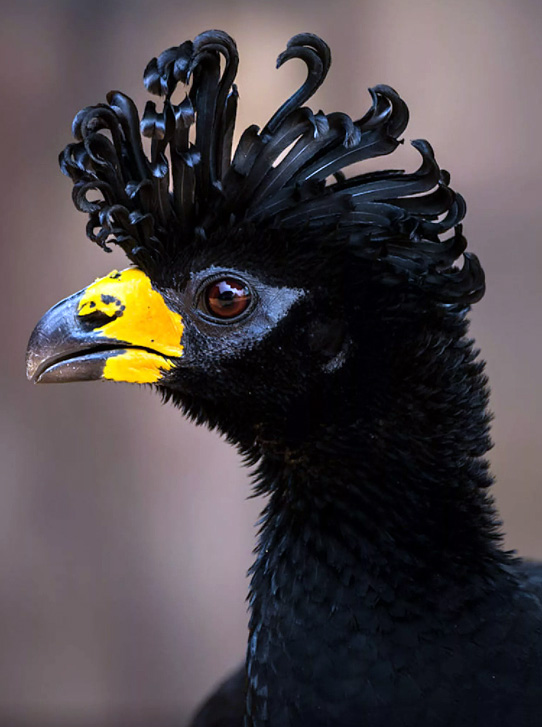 Хохлатая Гокко