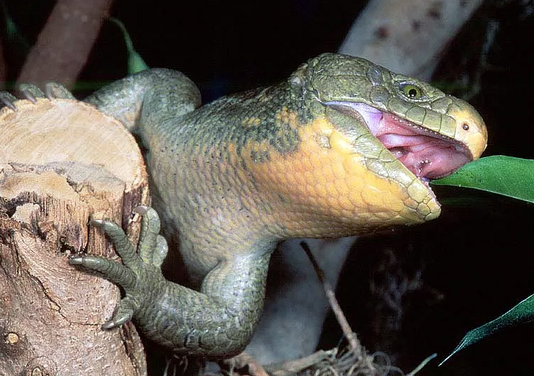 Цепной сцинк