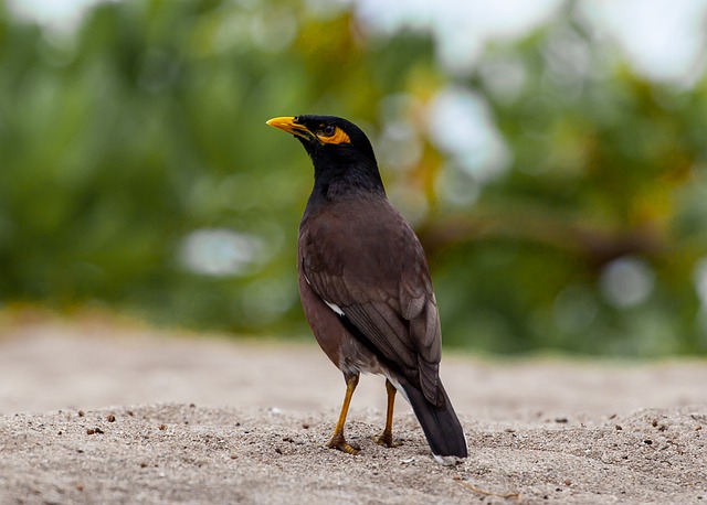 Myna sacra