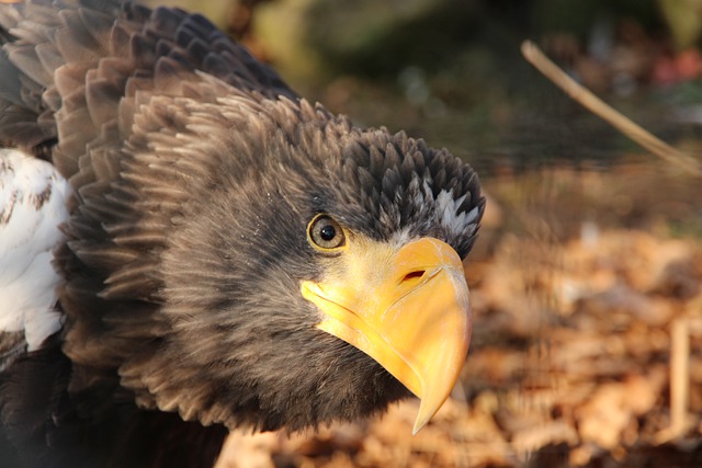 Стеллеровский орлан (Тихий океан)