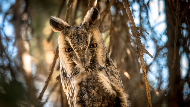 Ушастая сова