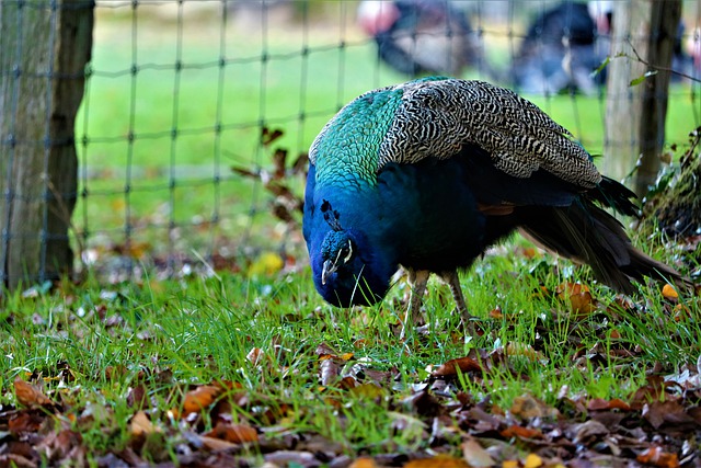 Павлин обыкновенный