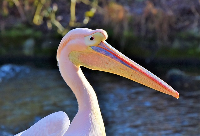 Розовый пеликан