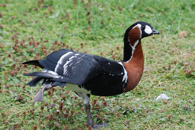 Краснозобый гусь