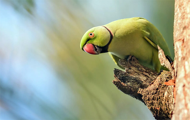 Кольцо попугая (колье)