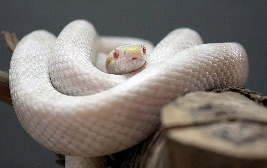 Техасская змея (классика)